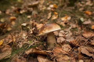 Mushroom on forest ground