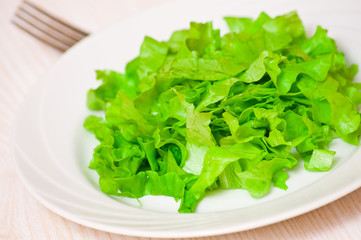 fresh green lettuce leaves on white dish
