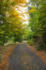 Scenic shot of narrow road along lush forest