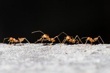 Row of orange working ants