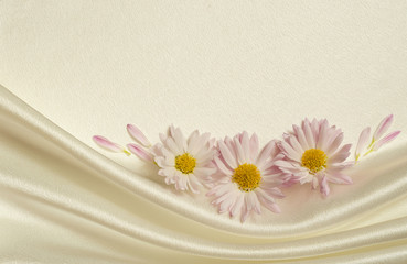 White background with daisies