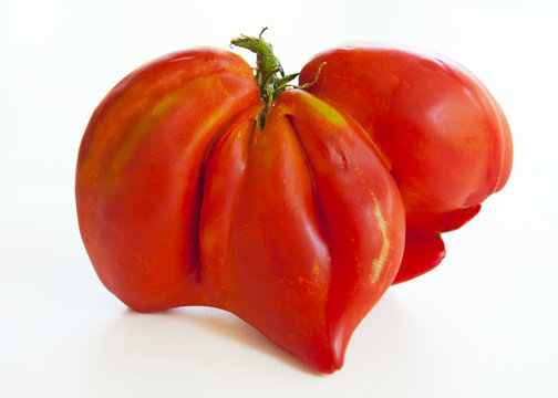 Tomate bio