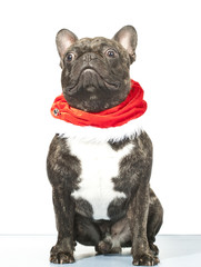 French bulldog dressed up for Santa Claus