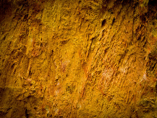 Close up petrified wood detail