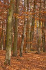 Autumn forest