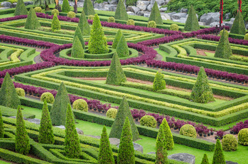 Fototapeta premium Ornamental Plants Tree Tropical Landscape in Nature Garden