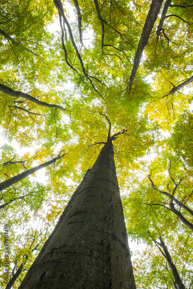 Poster low angle view of tall trees