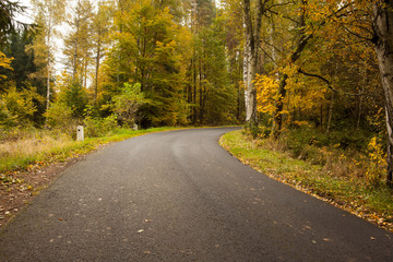 Country road along trees in the lush forest