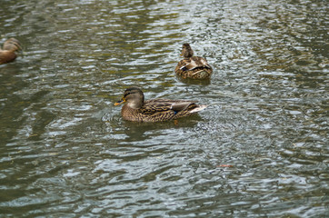 Duck swimming in the pond