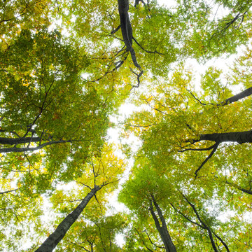 Fototapeta Low angle view of tall trees against the sky