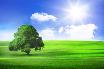 Sunny green landscape