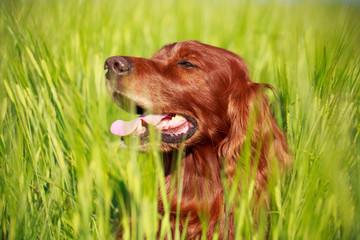 Red irish setter dog in field