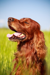 Red irish setter dog in field