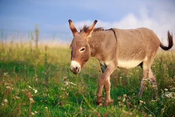 Tuinposter Grey donkey in field © DragoNika