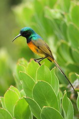 Kolibri auf blatt