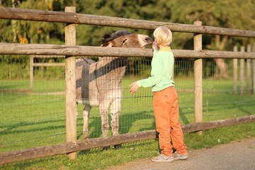 Kind teenager boy feeds donkey in a children farm 