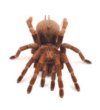 Tarantula spider, female (Theraphosa blondi)