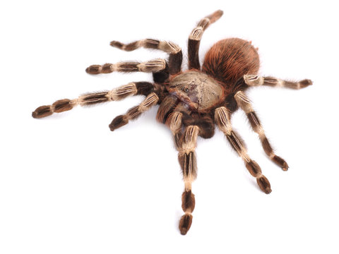 Tarantula spider, female (Vitalius paranaensis)