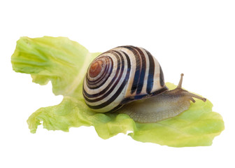 Escargot