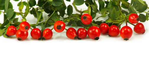 ripe berries rose hips