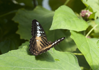 Papillon Parthenos sylvia