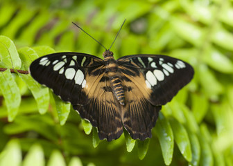 Papillon Parthenos sylvia