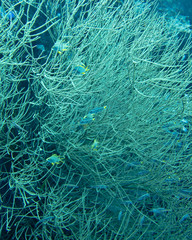 Small Fishes in Coral