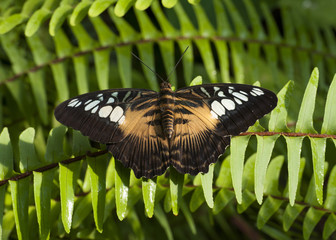 Papillon Parthenos sylvia