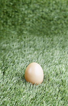 An egg in the grass
