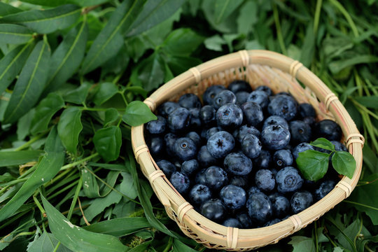 Blueberries in wooden basket on grass