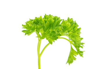 parsley isolated