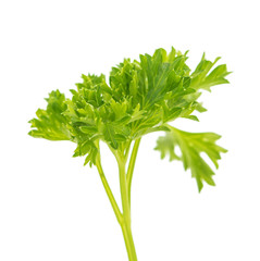 parsley isolated