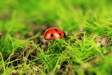 Beautiful ladybird on green moss, close up