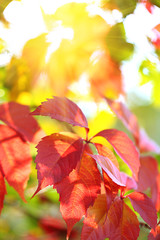 Red leaves on bright background