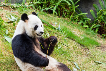 Obraz premium Panda.