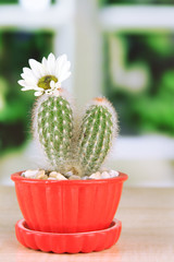 Cactus in flowerpot with flower, on wooden windowsill