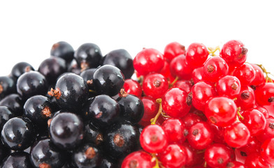 Red and black currant
