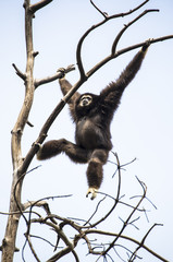 white-handed gibbon on tree