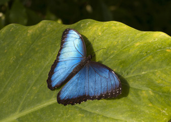 Papillon Morpho bleu © Marie