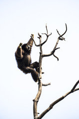 white-handed gibbon on tree