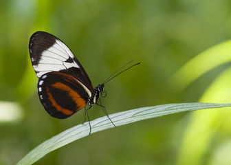 Fototapeta na wymiar Papillon Heliconius cydno