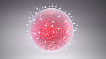 Spermatozoons, floating to ovule © pajaro