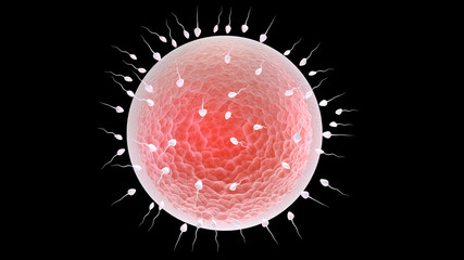 sperm and egg cell © pajaro