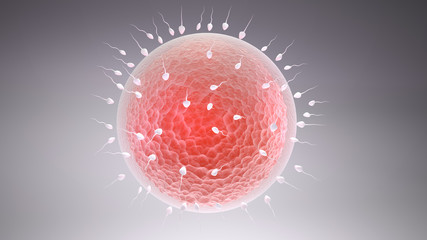 3d rendered illustration of the fertilization