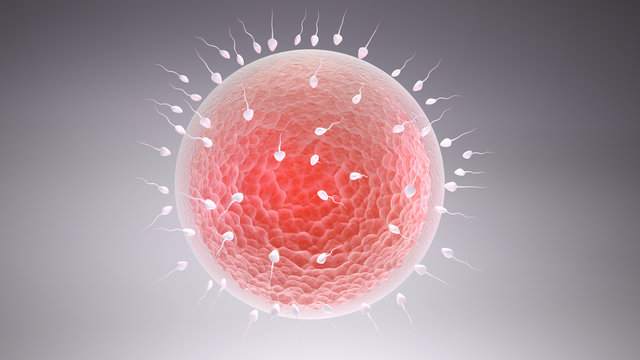 3d rendered illustration of the fertilization