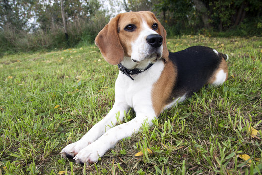 Mr beagle