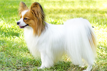 Papillon dog