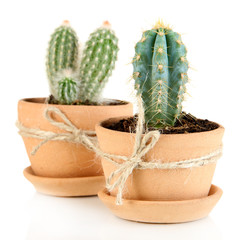 Beautiful cactuses in flowerpot, isolated on white