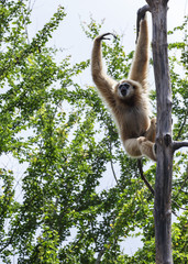white-handed gibbon 