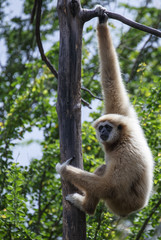 white-handed gibbon 